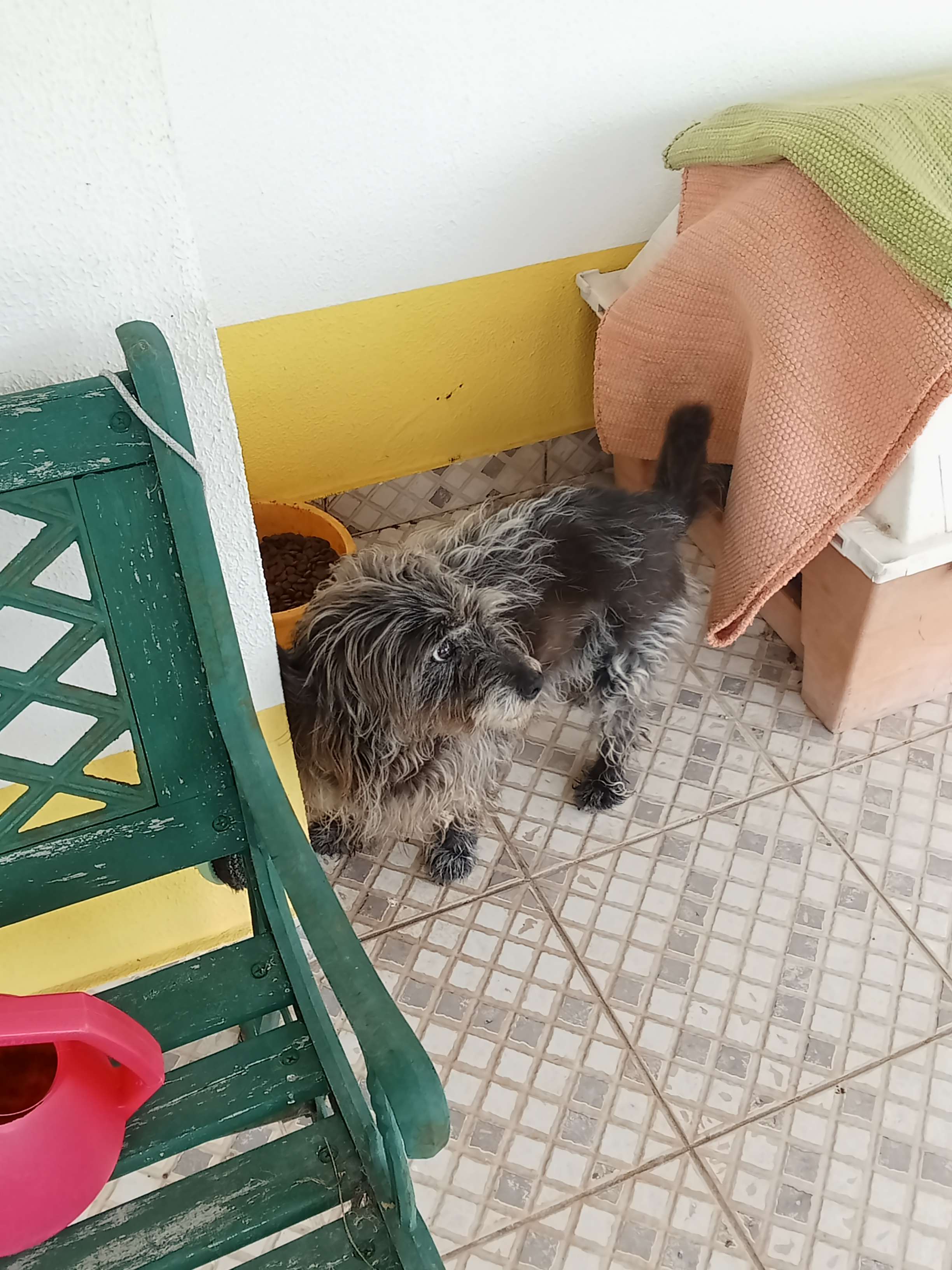 his name is taco :D !! he passed away in late 2025 sadly, but he was an amazing dog. love ya taco!